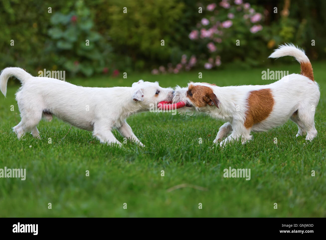 Due graziosi Parson Russell Terrier in lotta per un giocattolo sul prato Foto Stock