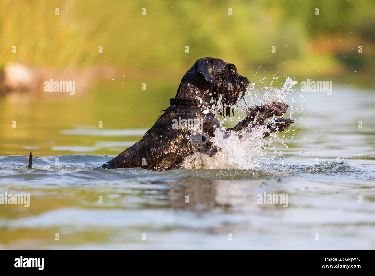 Schnauzer standard cane con un unico stile di nuoto in un lago Foto Stock