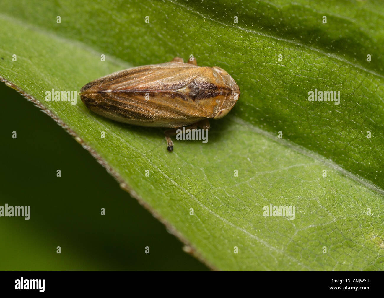 Vista dall'alto in basso di un Philaenus spumarius froghopper comune. Foto Stock