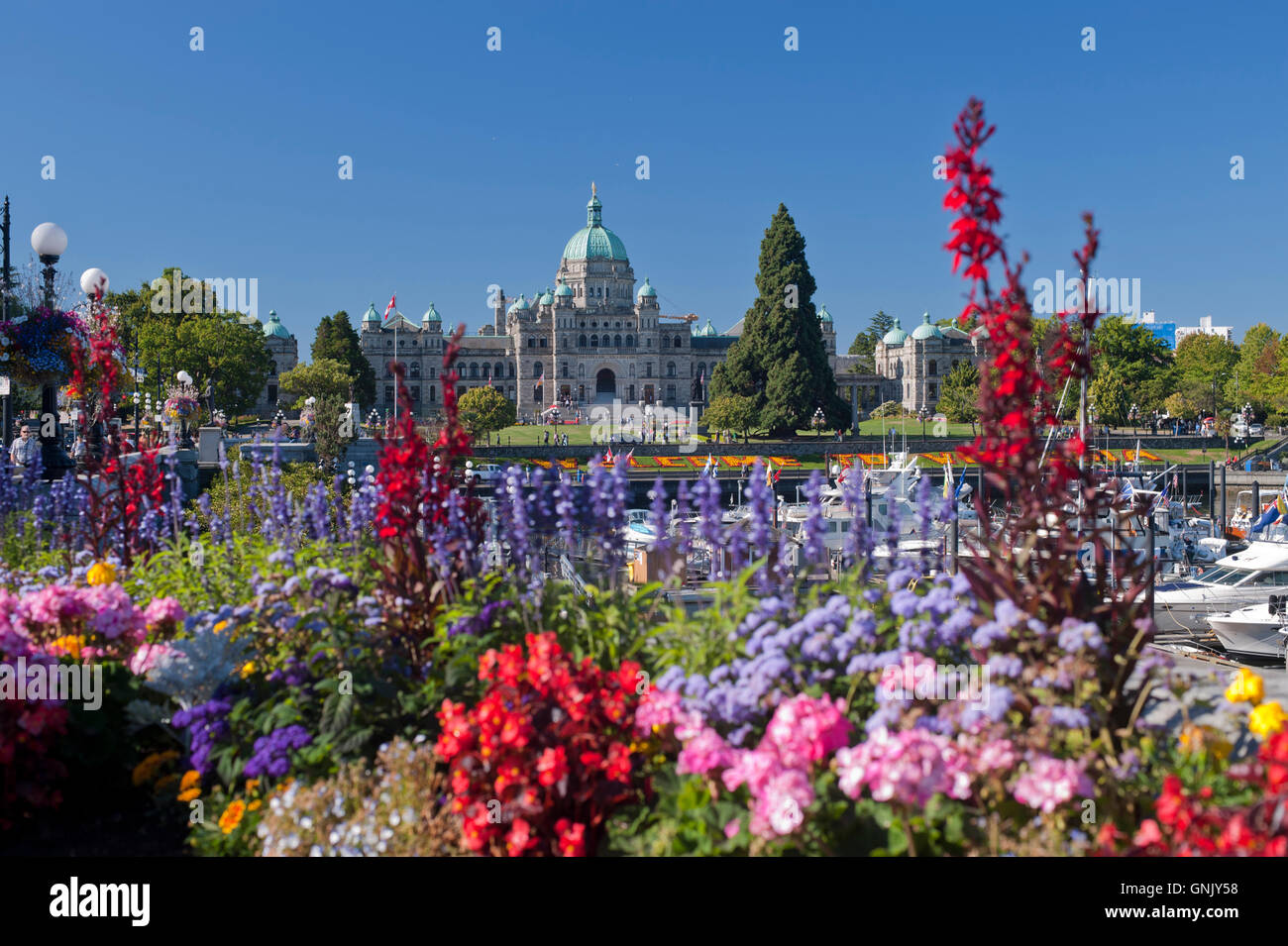 British Columbia legislatura Building, Victoria, BC, Canada fiori in primo piano Foto Stock