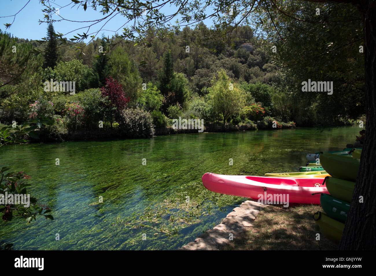 Sfondo Tropicale Della Giungla Illustrazione Di Sfondo Del Paesaggio