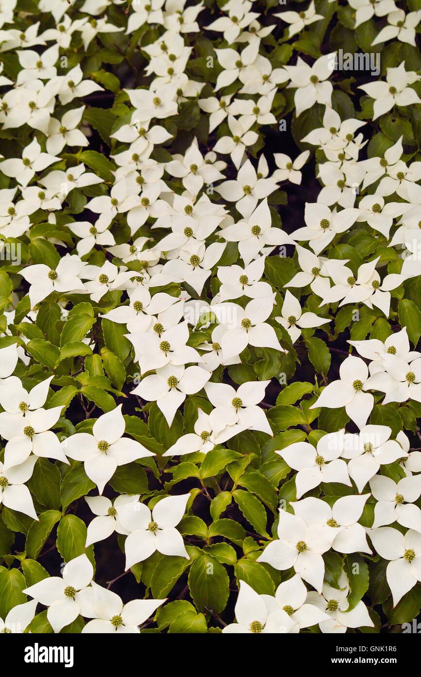 Fiori bianchi di corniolo, cane legno, Blumenhartriegel, Blütenhartriegel (Cornus cousa) Foto Stock