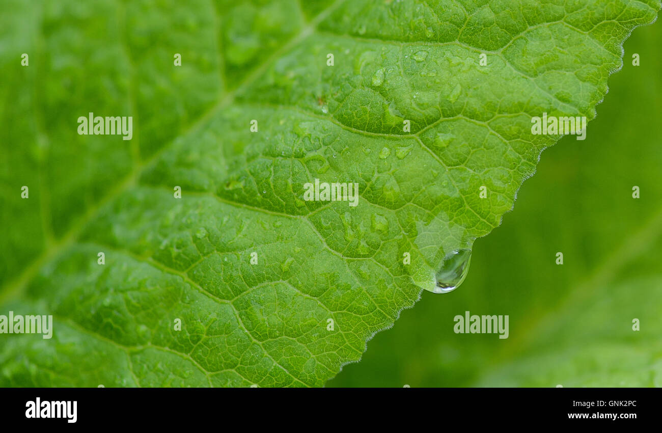 Primo piano di una foglia verde con gocce di pioggia Foto Stock