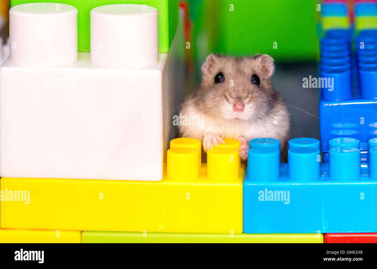 Giovani dzungarian hamster nel giocattolo cubs Foto Stock