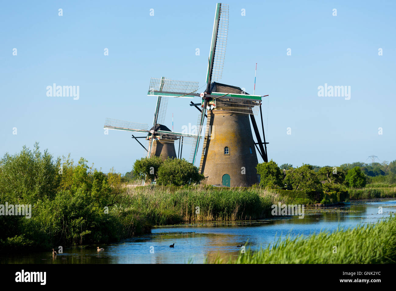 Gruppo di autentici mulini a vento a Kinderdijk UNESCO World Heritage Site, polder, anatre su dyke, Holland, Paesi Bassi Foto Stock