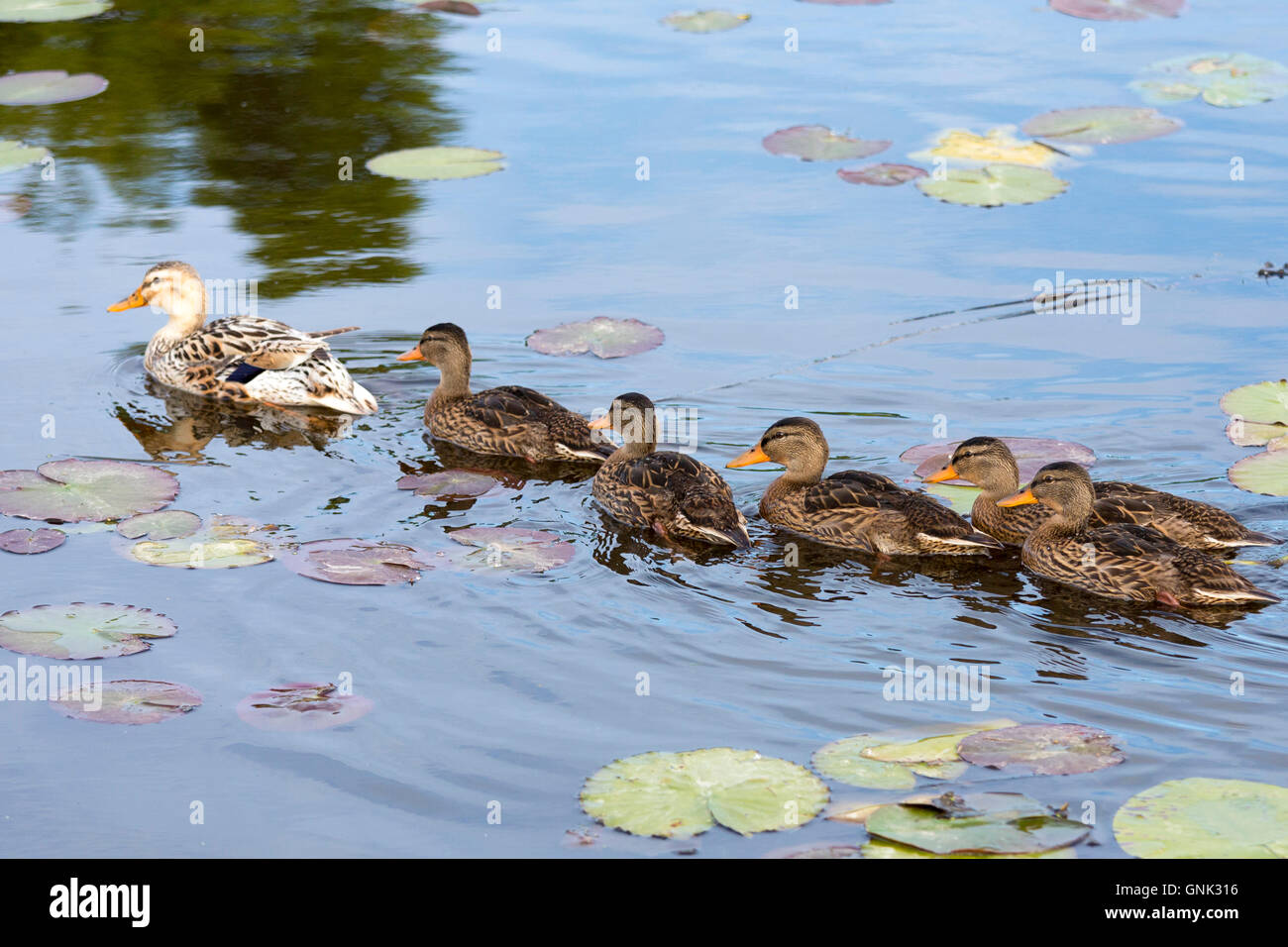 Madre femmina Mallard duck incroci con i capretti anatroccoli seguendo i leader nelle acque della diga a Kinderdijk, Olanda Foto Stock