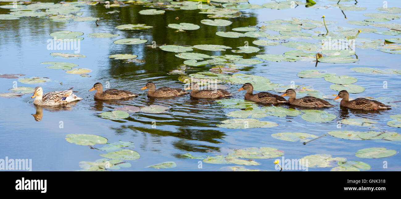 Madre femmina Mallard duck incroci con i capretti anatroccoli seguendo i leader nelle acque della diga a Kinderdijk, Olanda Foto Stock