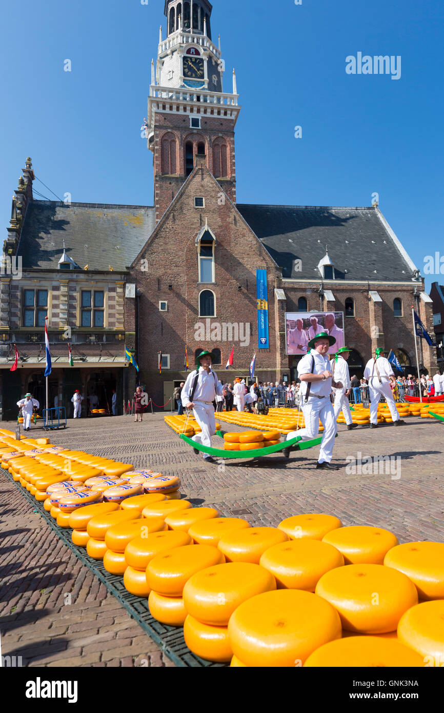 Facchini / portanti con ruote / cicli di formaggio Gouda da barella a piazza Waagplein, mercato del formaggio di Alkmaar, Netherl Foto Stock