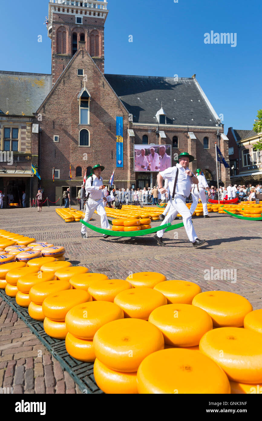 Facchini / portanti con ruote / cicli di formaggio Gouda da barella a piazza Waagplein, mercato del formaggio di Alkmaar, Netherl Foto Stock