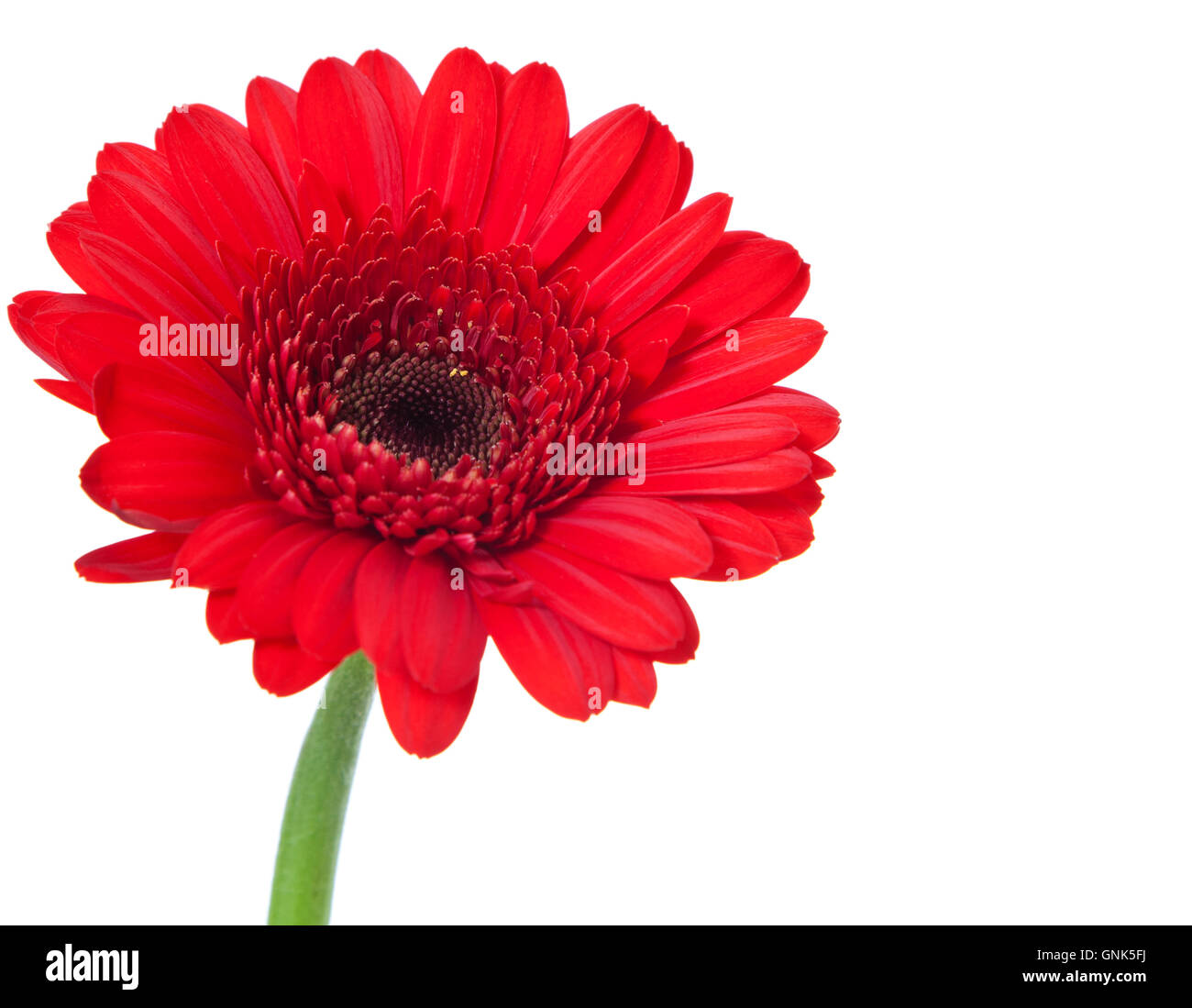 Unico rosso gerbera Foto Stock