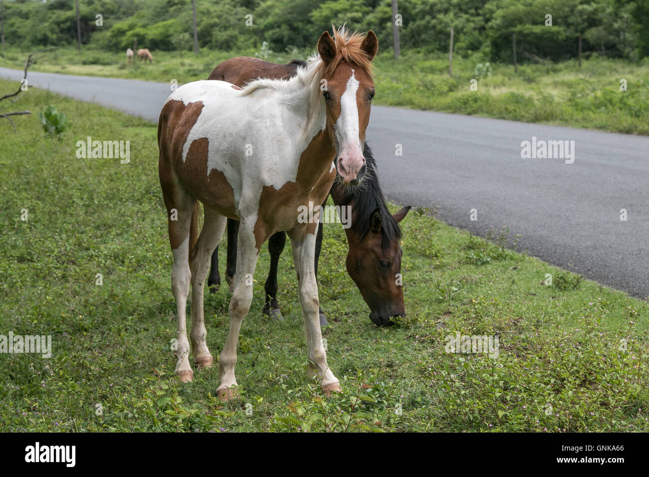 Due cavalli al pascolo vicino a una strada a Vieques Island Foto Stock