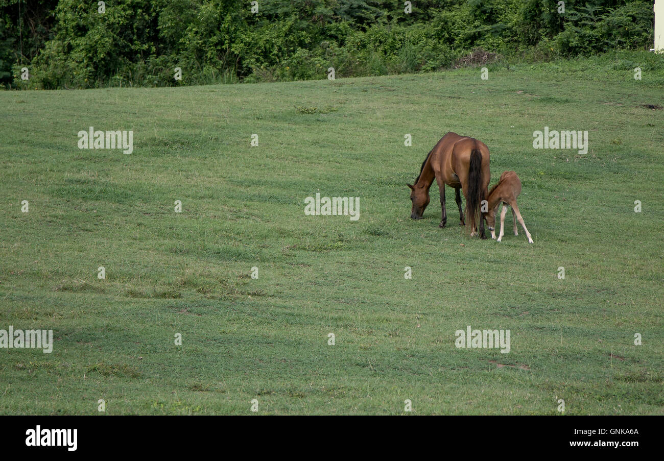 Un cavallo con un puledro è di pascolare su un campo erboso Foto Stock