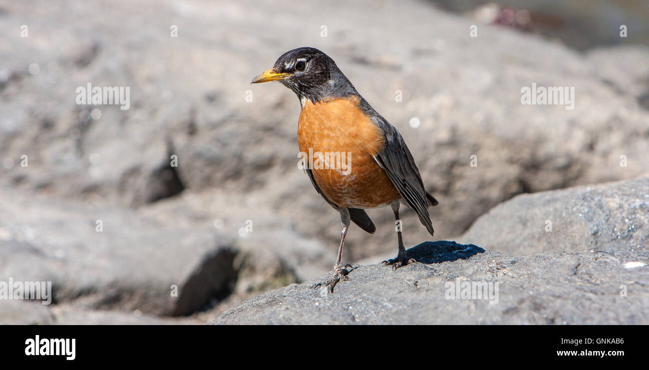 Robin [Turdus migratorius] sul terreno roccioso. Central Park di New York. Foto Stock