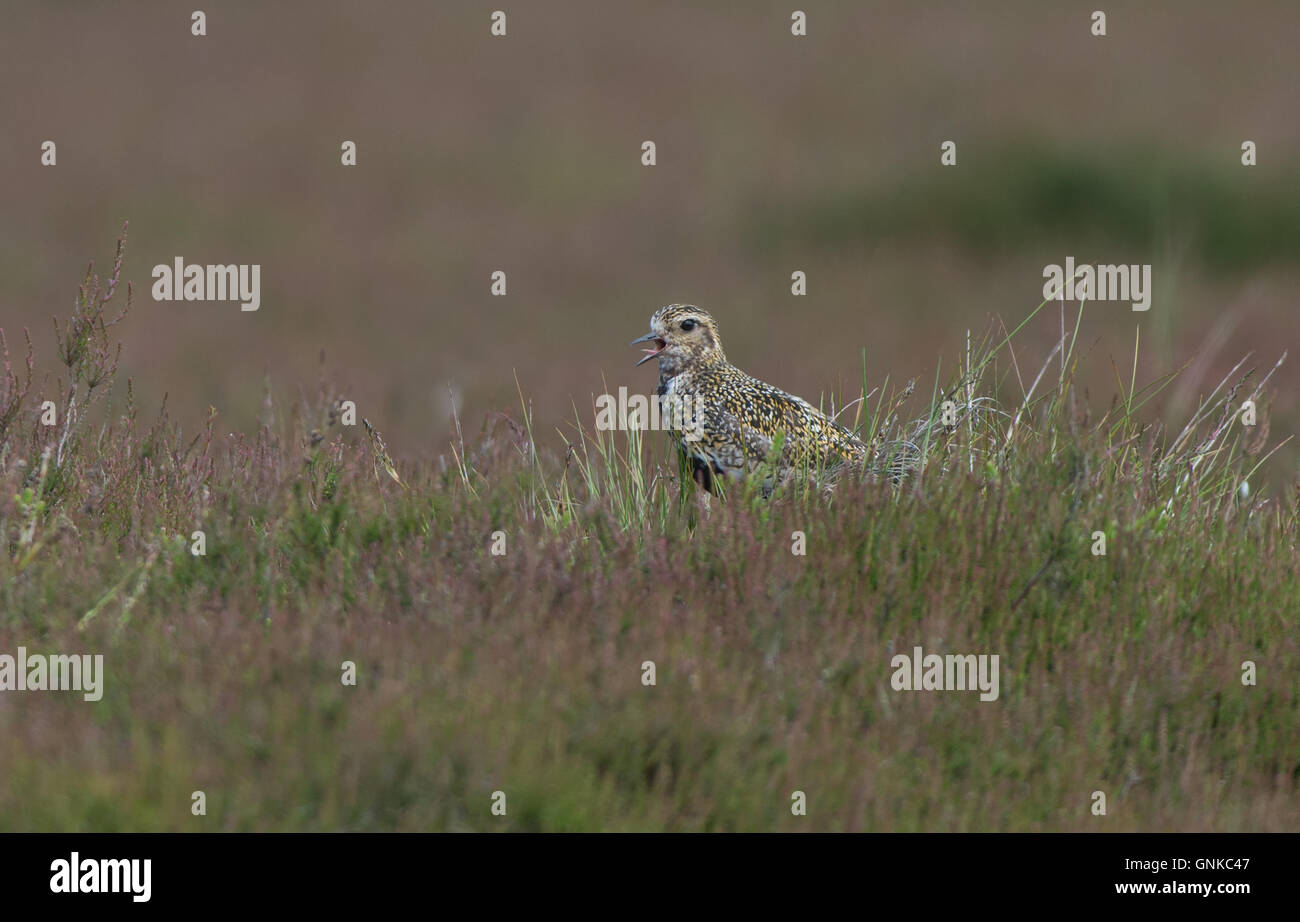 European Golden Plover-Pluvialis apricaria chiamate in allevamento piumaggio. Regno Unito Foto Stock