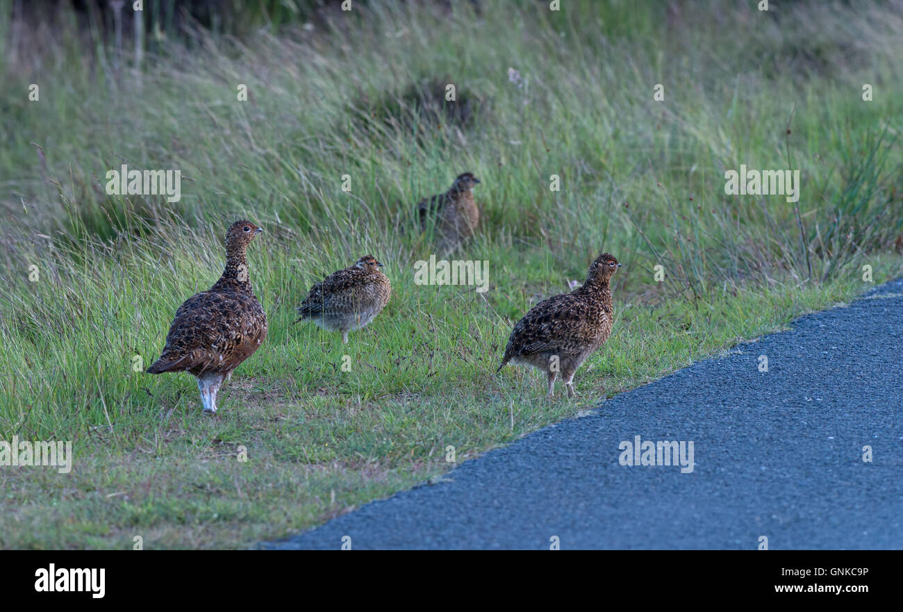 Una famiglia di Red Grouse - Lagopus lagopus scotica. Foto Stock