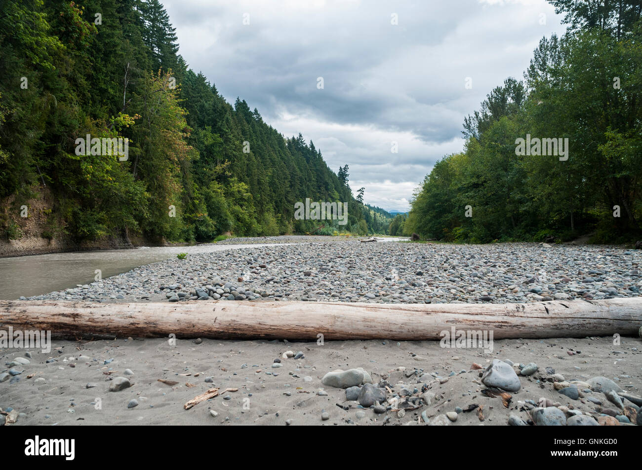 Un driftwood Frame registro di primo piano con il fiume di carbonio a sinistra e di fronte a monte verso Mt. Rainier. Foto Stock