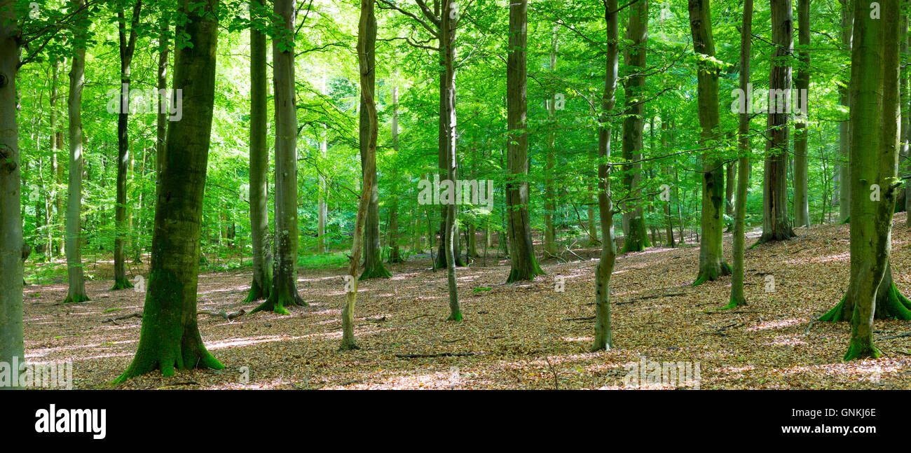 Il pittoresco panorama boschivo e antica foresta di alberi di alto fusto in Danimarca Foto Stock