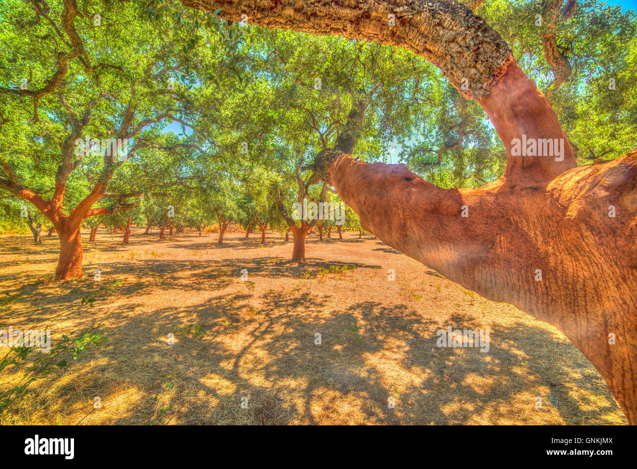 Foresta di alberi da sughero in una giornata di sole di estate Foto Stock