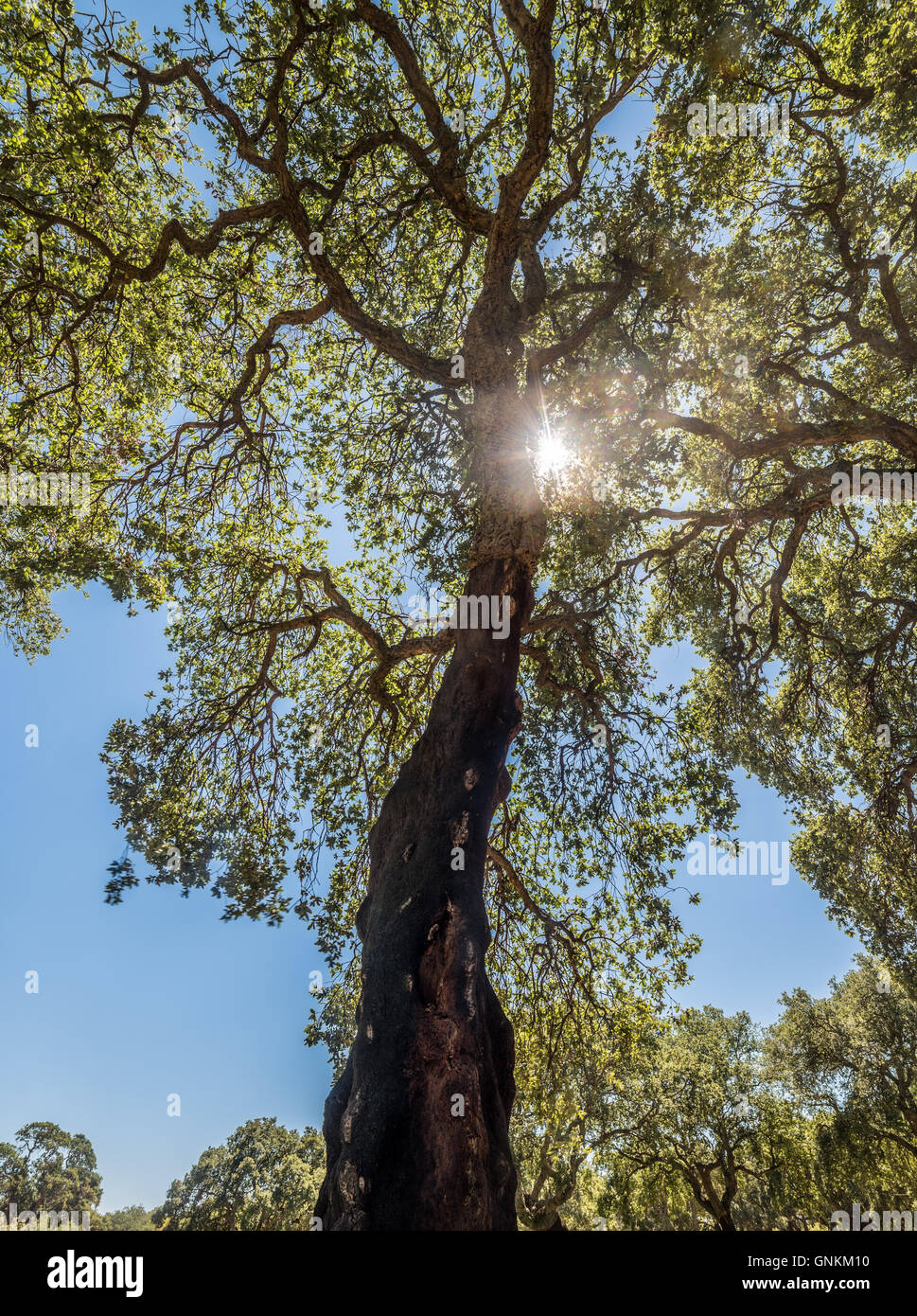 Foresta di alberi da sughero in una giornata di sole di estate Foto Stock