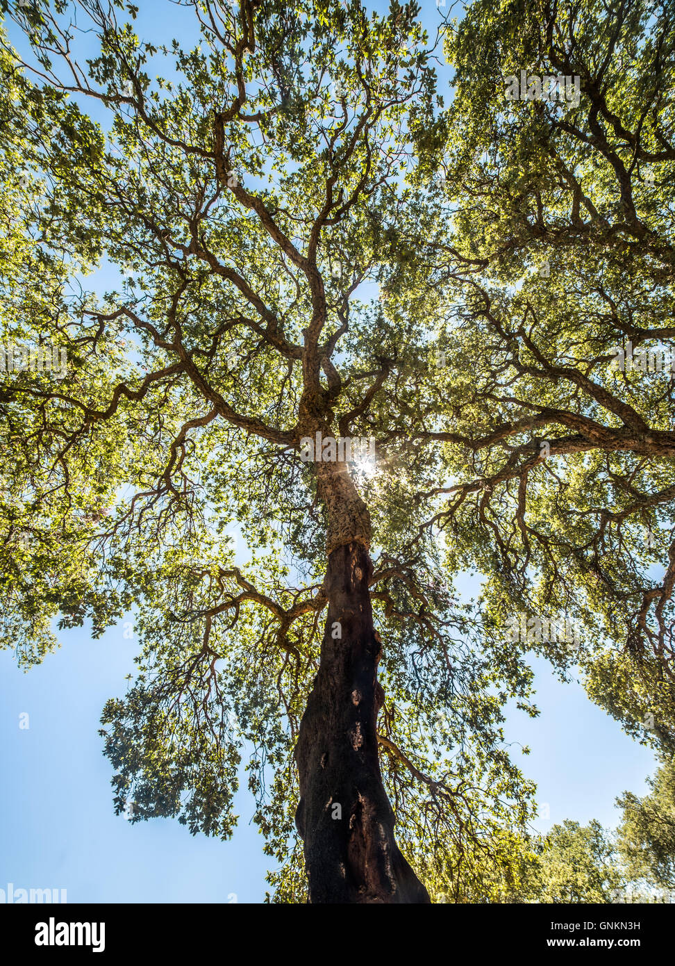 Foresta di alberi da sughero in una giornata di sole di estate Foto Stock