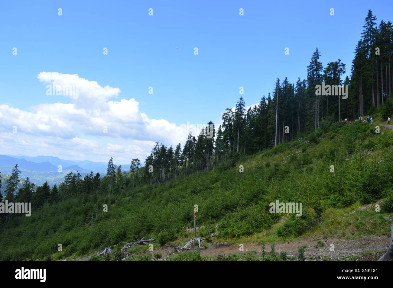Linea di albero in corrispondenza di un bordo di una radura Foto Stock