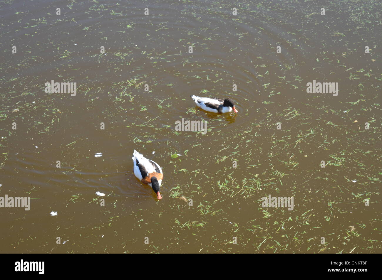 Due anatre sulla superficie di un lago artificiale Foto Stock