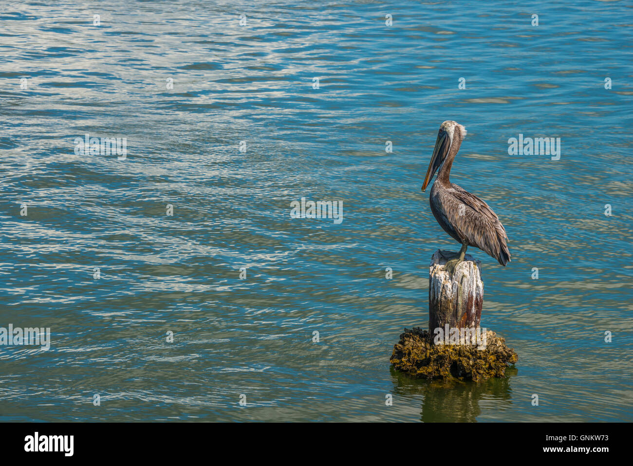 Brown Pelican permanente sulla vecchia palancole in oceano. Copia dello spazio. Foto Stock