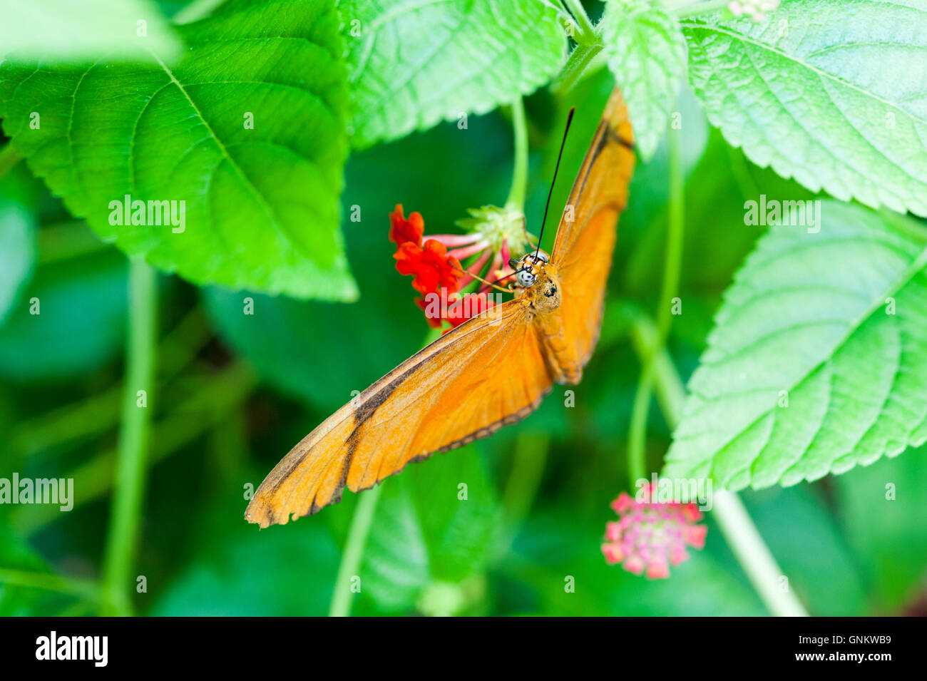 Orange Julia Heliconian o Dryas iulia butterfly, una specie di brush-footed butterfly, appollaiato su un fiore Foto Stock