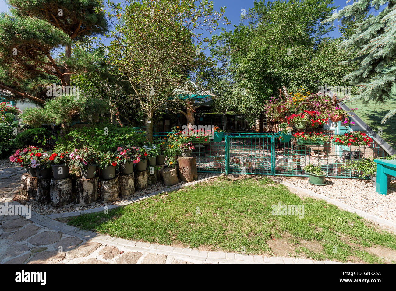 Cucciolo di cane casa giardino con fiori sul cane allevamento stazione. Giardino estivo design con fiori che sbocciano. Mattino cielo blu. Ne rosso Foto Stock