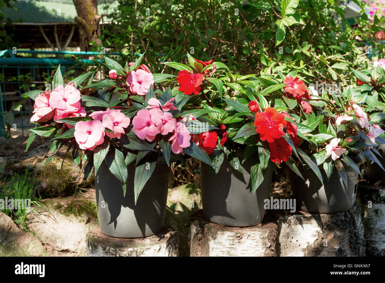 Rosso e rosa Nuova Guinea impatiens fiori in vaso sul pezzo di betulla nel giardino estivo, sole di mattina con shaddows Foto Stock