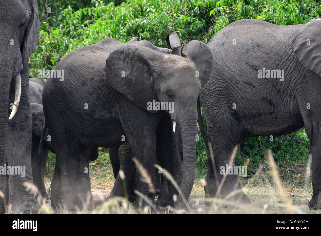 Happy Elephant famiglia nel Parco Nazionale Queen Elizabeth Foto Stock