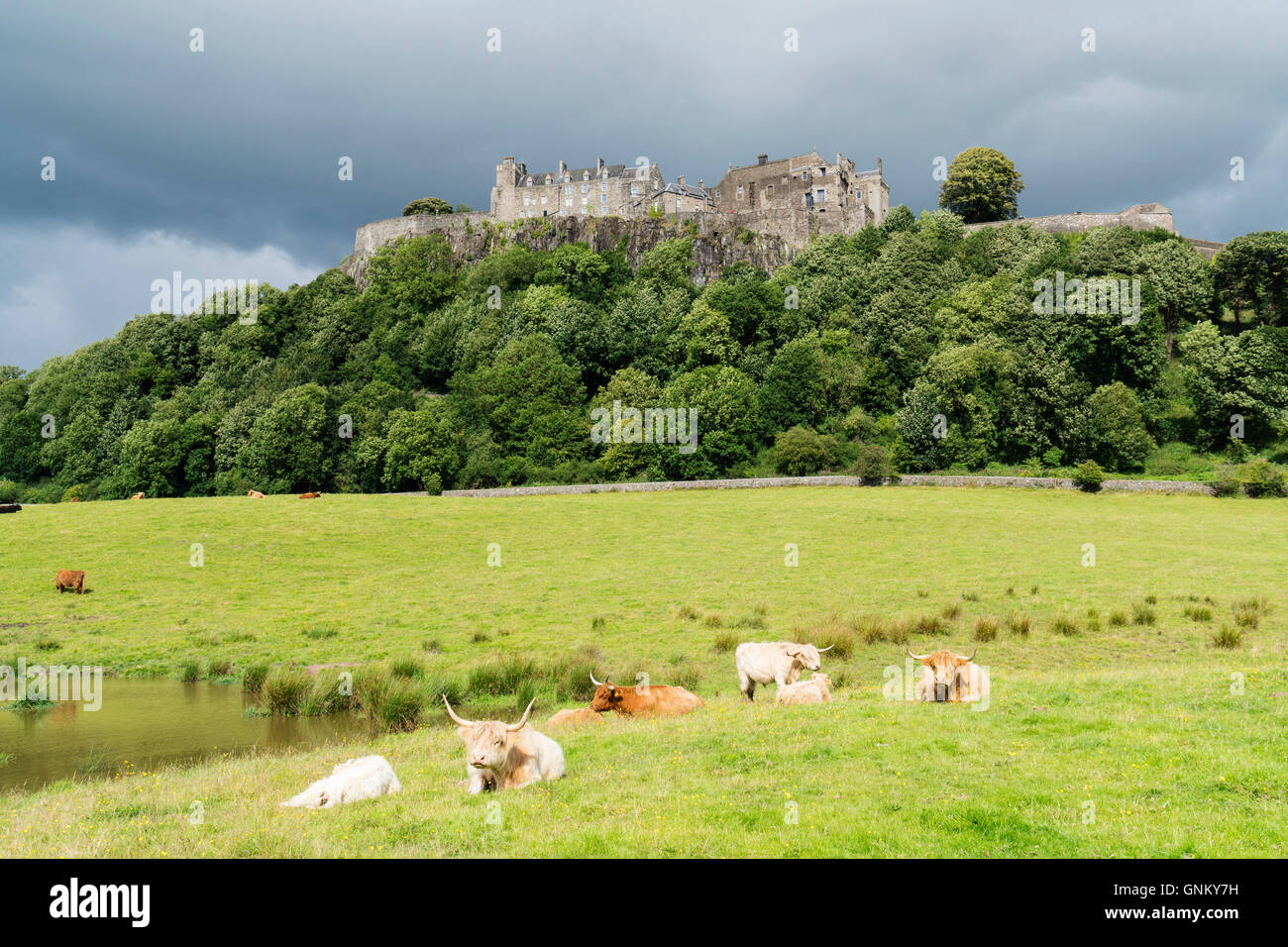Vista del centro storico del Castello di Stirling Highland con bovini in primo piano in Stirlingshire, Scotland, Regno Unito Foto Stock