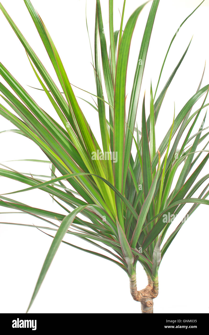 Dracena marginata impianto su bianco Foto Stock