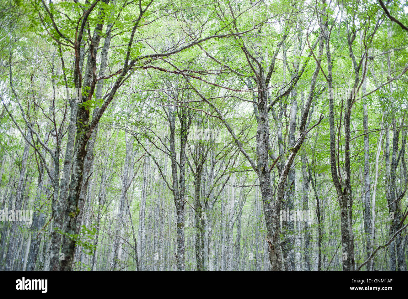 Faggeta, verde suggerimenti e foglie, alta tronchi, vista dal terreno di alto albero suggerimenti Foto Stock