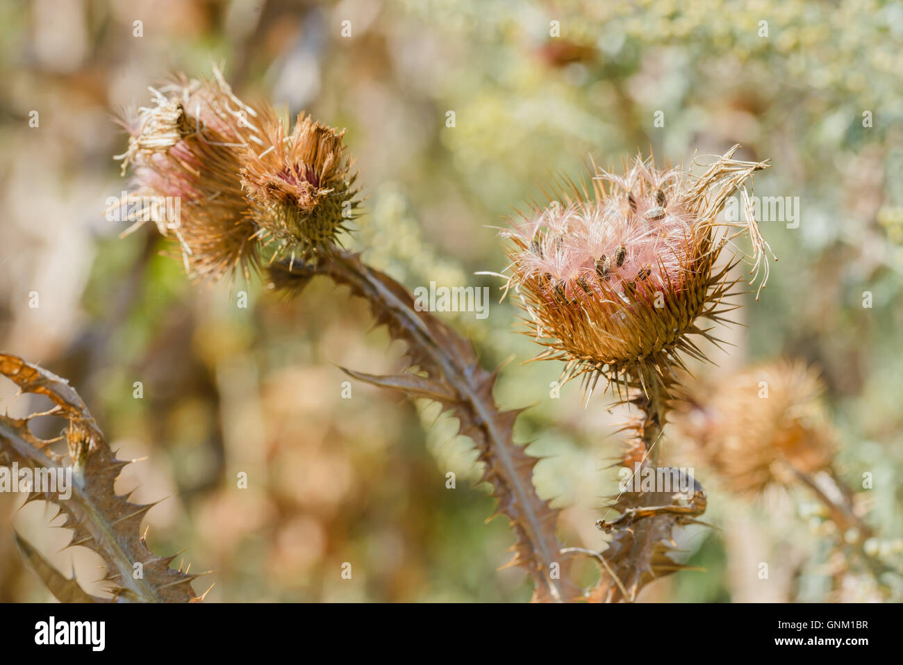 Macro di secco Cirsium vulgare, chiamato anche spear thistle, bull thistle, o comune thistle, crescente sulla collina vicino al lago. Foto Stock