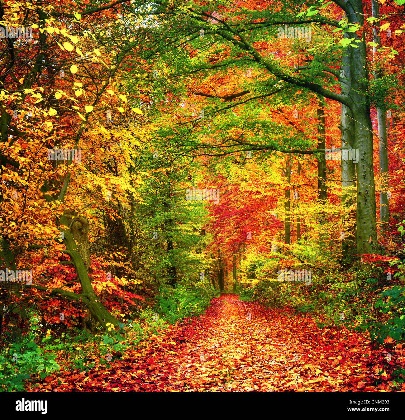 Colori d'autunno scenario della foresta con un percorso coperto di foglie Foto Stock