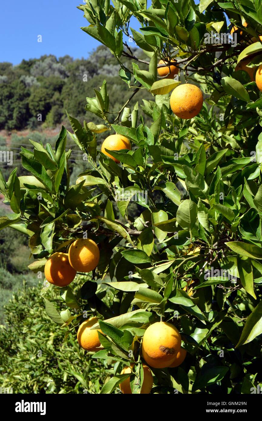 Un arancio con frutti nella campagna cretese. Foto Stock