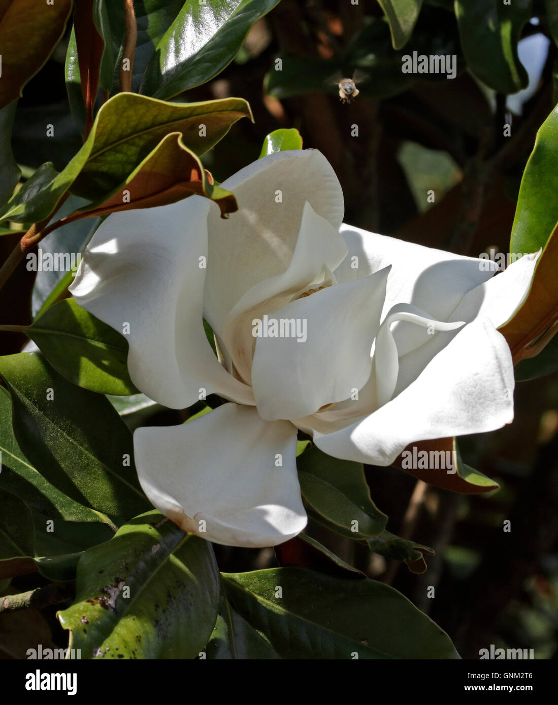 Bianco fiore di Magnolia Foto Stock