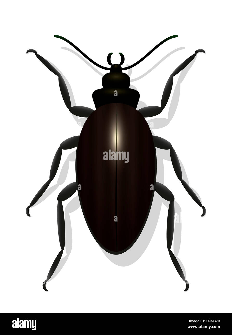 Grande coleottero nero - illustrazione su sfondo bianco. Foto Stock