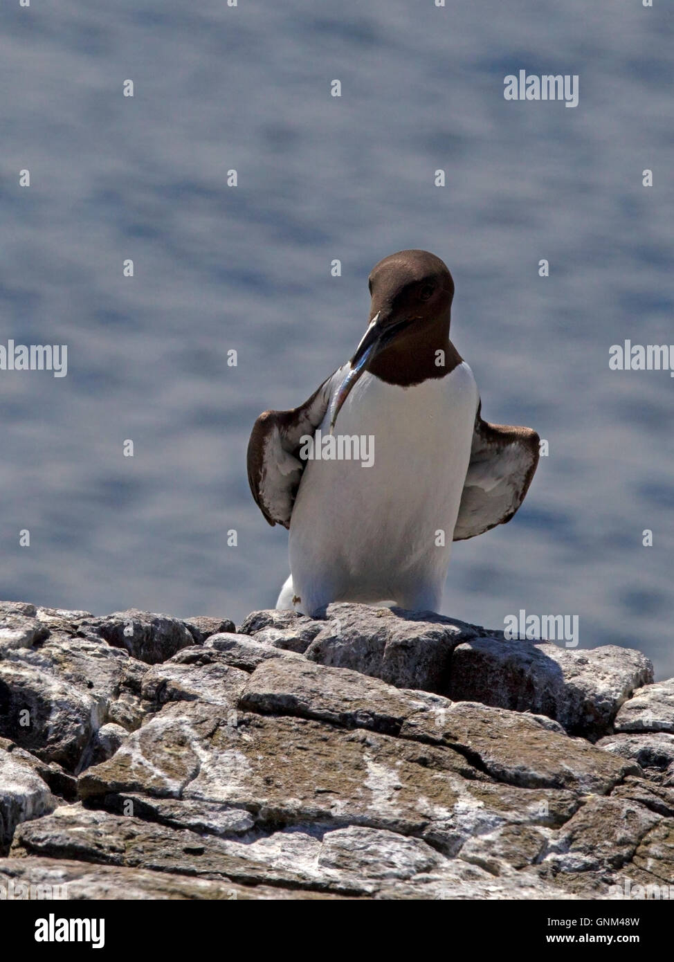 Comune di Guillemot in piedi con il cicerello nel becco Foto Stock