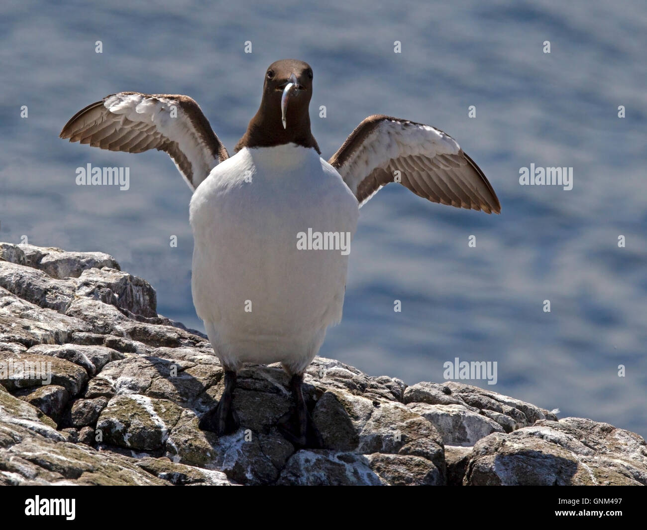 Comune di Guillemot in piedi con il cicerello nel becco Foto Stock