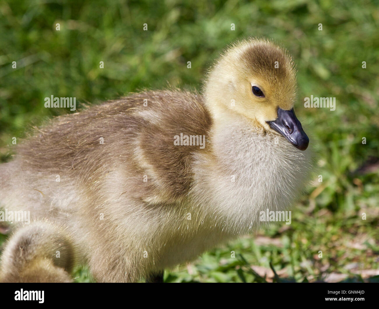 Foto di un pulcino di Oche del Canada Foto Stock