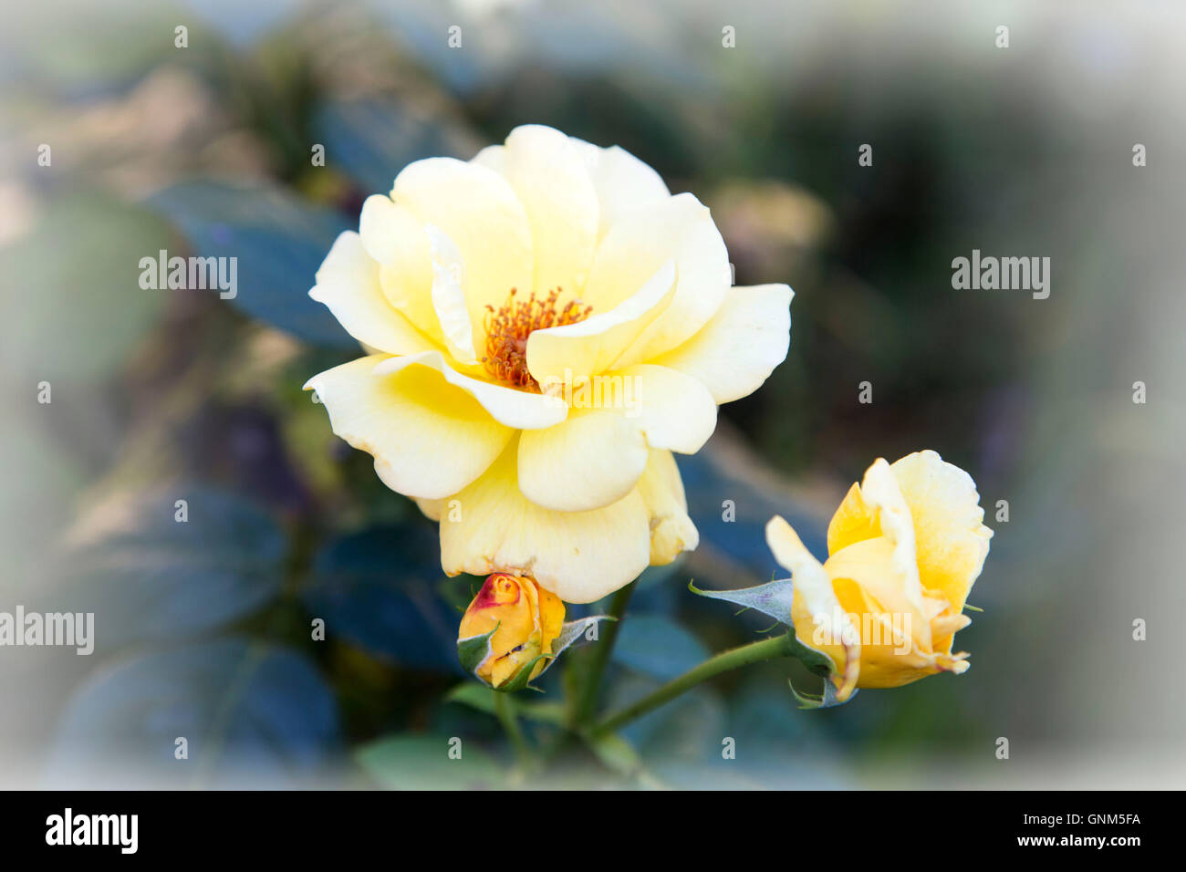 rosa gialla Foto Stock