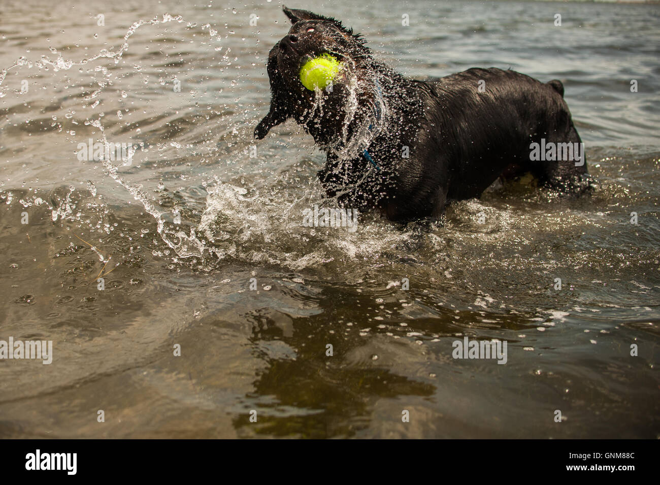 Rottweiler scuotere in acqua con la palla da tennis in bocca ad un pet friendly spiaggia ad Anna Maria Island, Florida Foto Stock