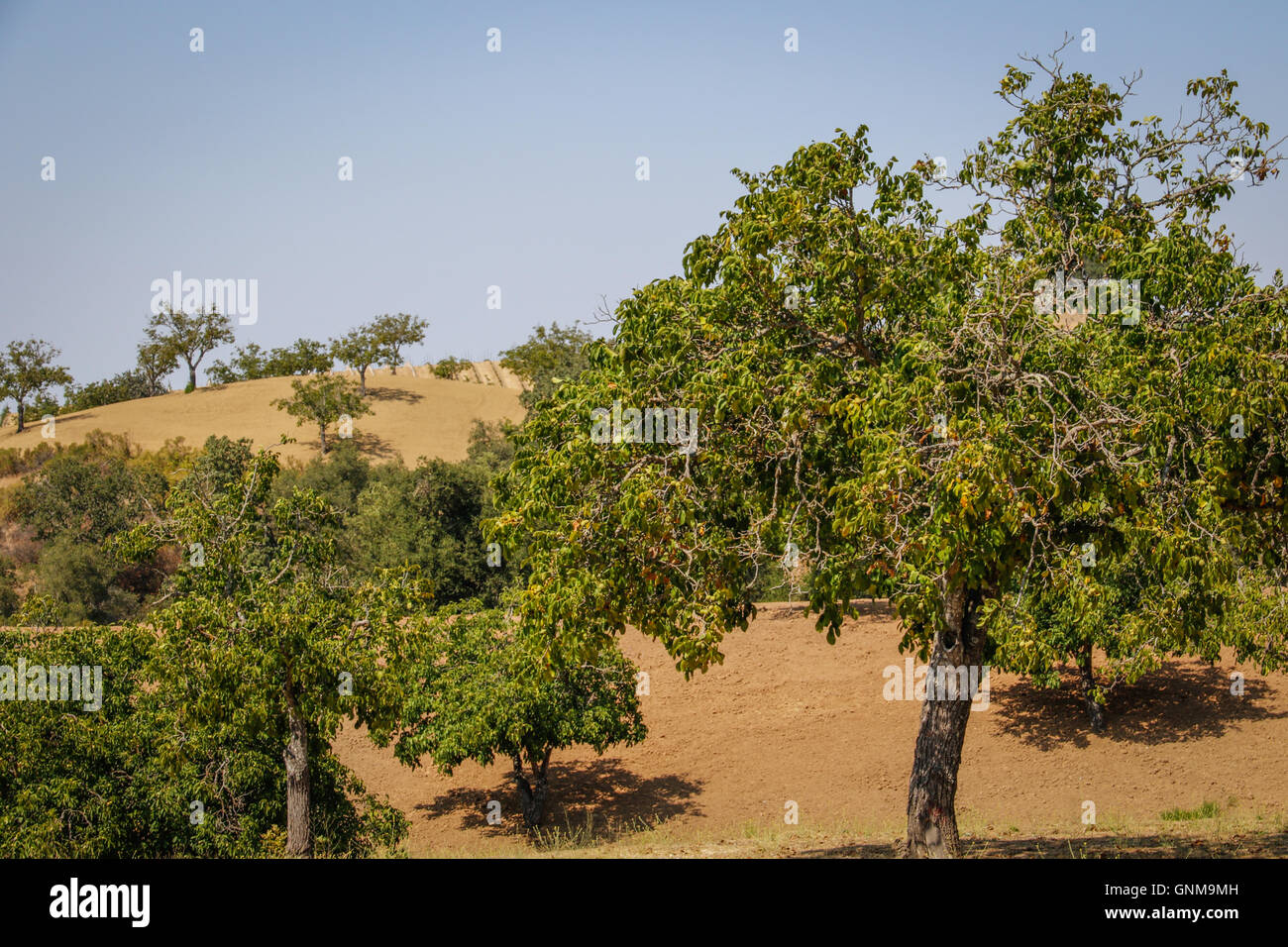 Tress crescente nel paese del vino Foto Stock