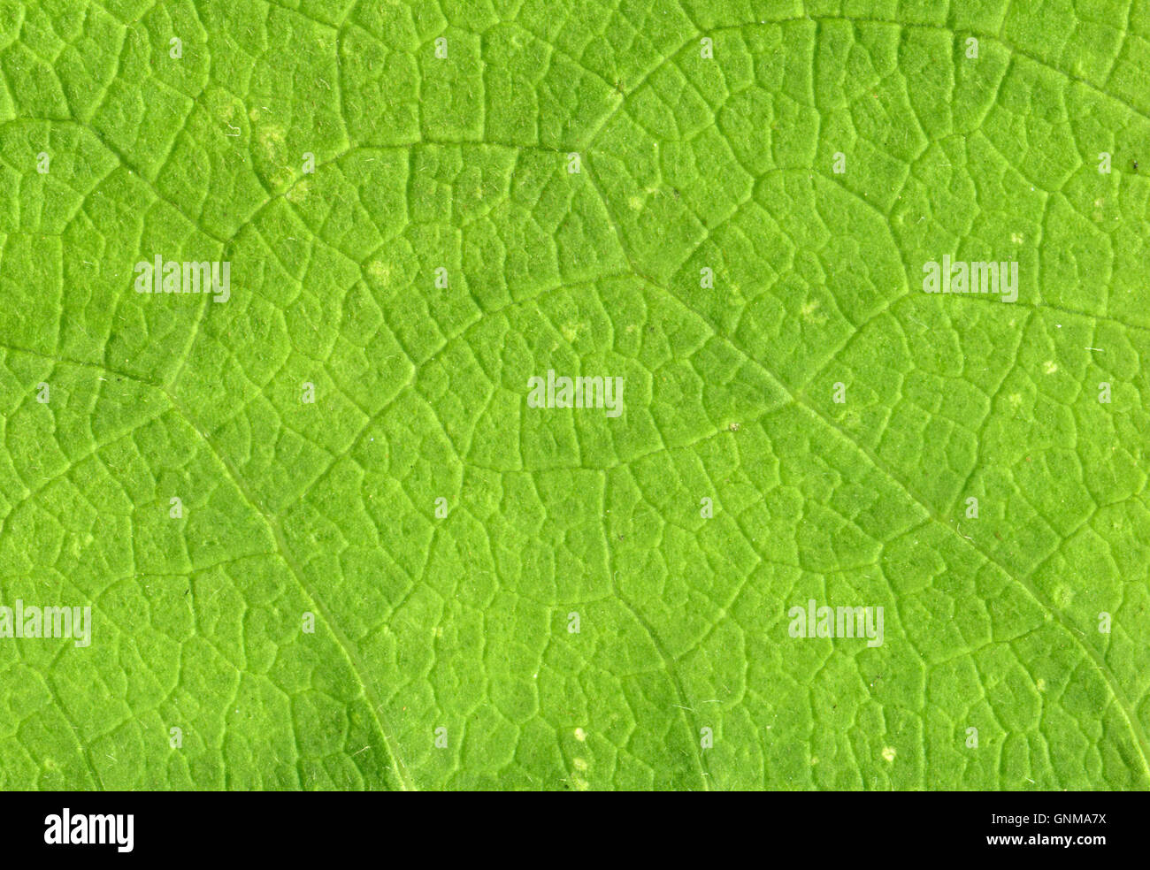 Vene di foglia stretta fino Foto Stock