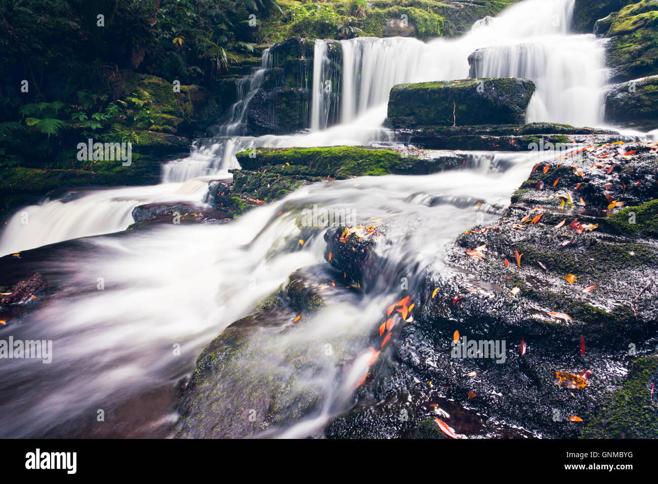 McLean cade nella regione di Catlins di Nuova Zelanda Foto Stock