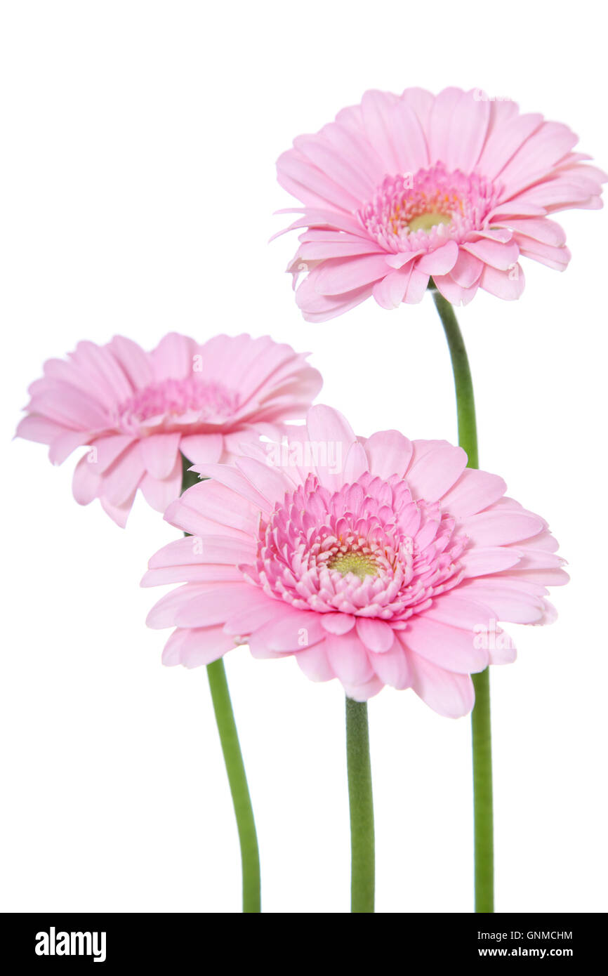 Ammenda pink gerbera Foto Stock