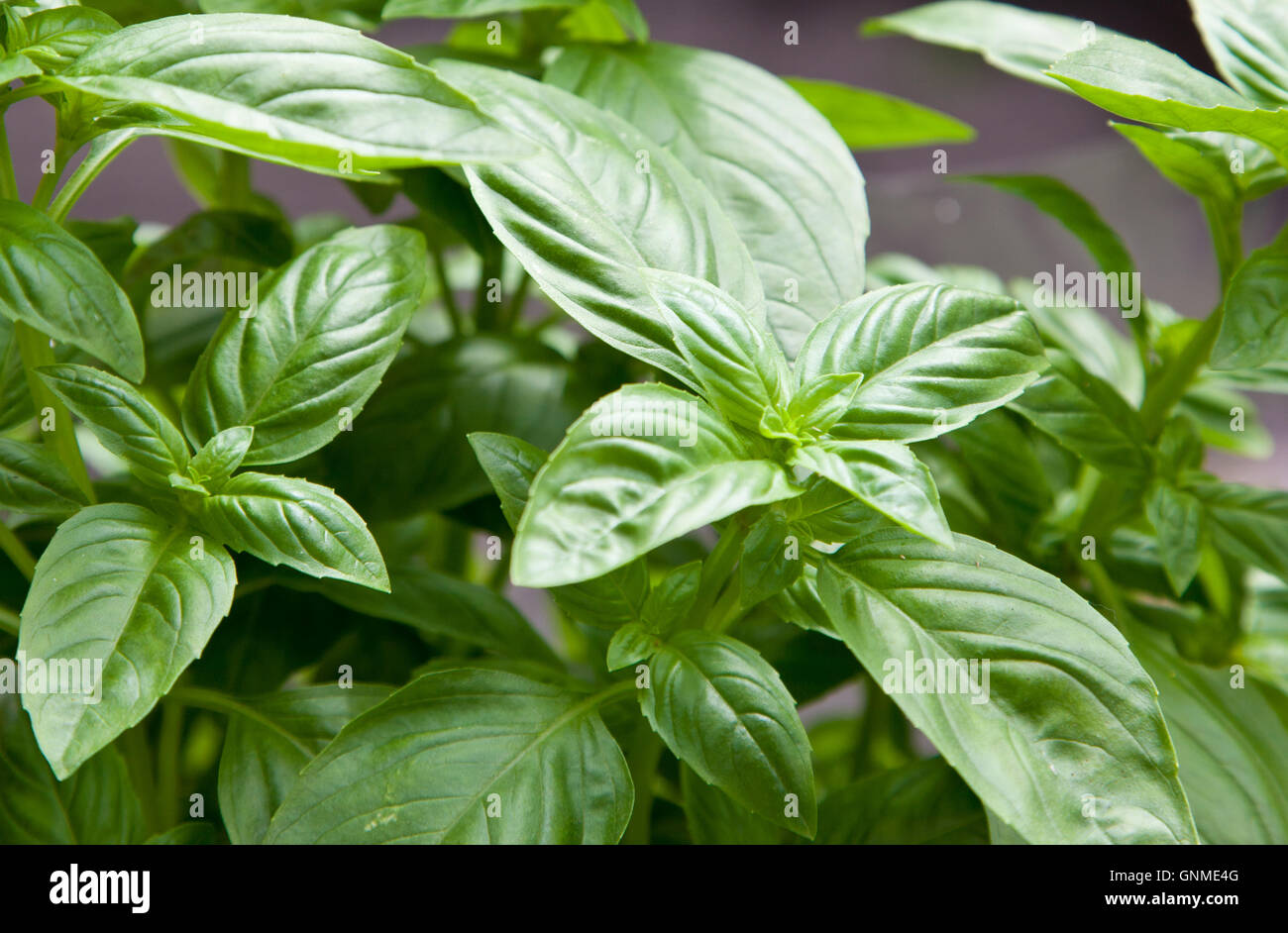 Basilico fresco Foto Stock