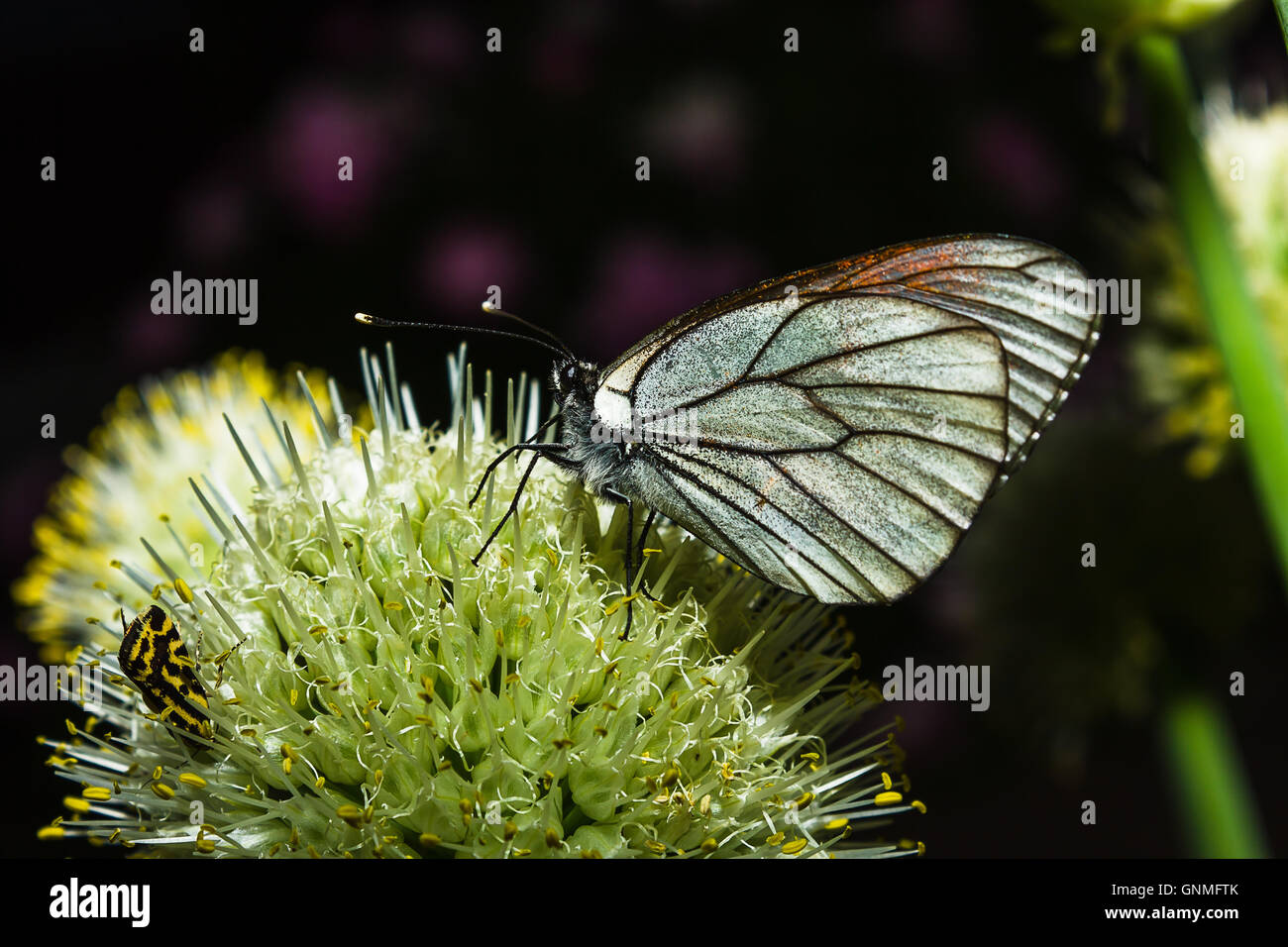 Farfalla sulla molla di fiori viola Foto Stock